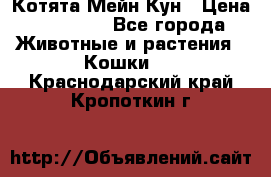 Котята Мейн Кун › Цена ­ 15 000 - Все города Животные и растения » Кошки   . Краснодарский край,Кропоткин г.